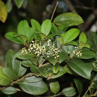 <i>Olea polygama</i>  Wight